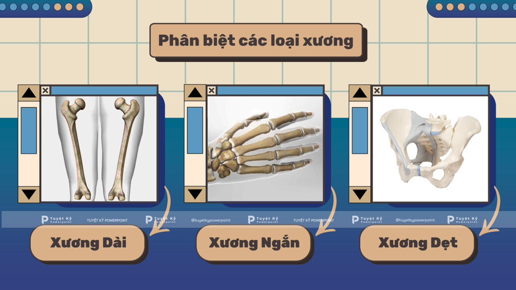 phân loại các loại xương