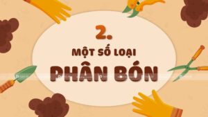 một số loại phân bón