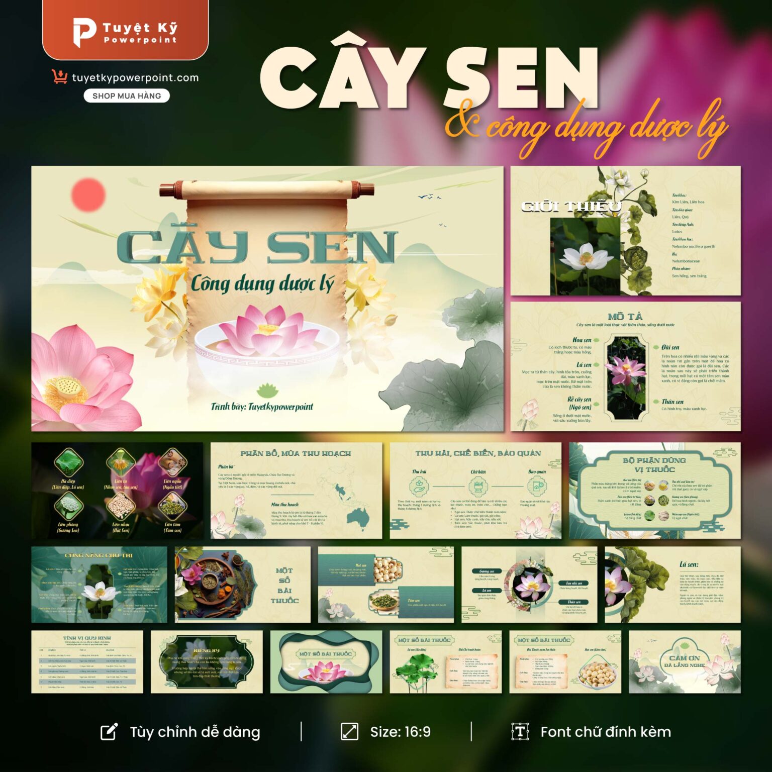 Mẫu Slide Cây Sen và công dụng dược lý | Tuyệt kỹ Powerpoint