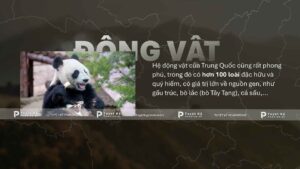 động vật trung quốc