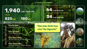hệ thực vật tại langbiang