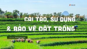 cải tạo đất trồng