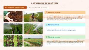 một số giải pháp cải tạo đất trồng