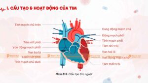 cấu tạo hoạt động của tim