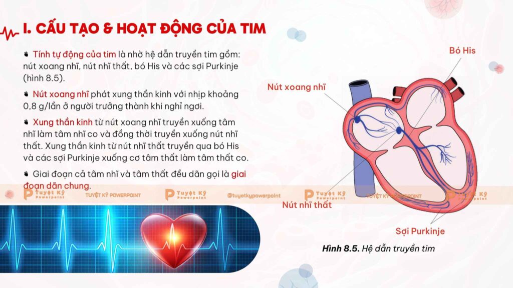 Slide Cấu tạo & Hoạt động Tim – Hệ mạch | Tuyệt kỹ Powerpoint