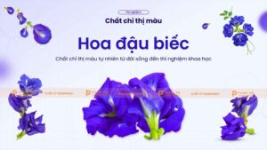 chất chỉ thị màu từ hoa đậu biếc