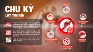 chu kỳ lây truyền sốt xuất huyết
