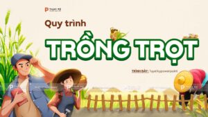 công nghệ 7 quy trình trồng trọt