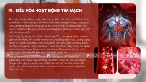 điều hòa hoạt động tim mạch