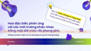 phản ứng màu của hoa đậu biếc
