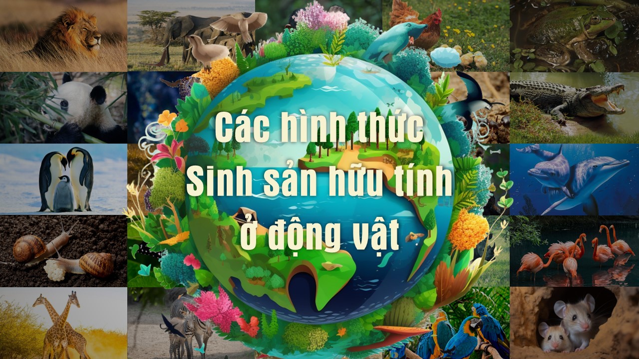 các hình thức sinh sản hữu tính ở động vật các hình thức sinh sản hữu tính ở động vật