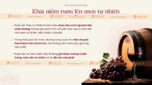khái niệm rượu nho lên men tự nhiên