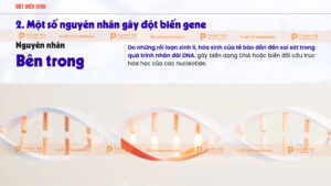 một số nguyên nhân gây đột biến gene