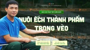 báo cáo thực tập nuôi ếch trong vèo