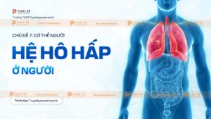 hệ hô hấp ở người