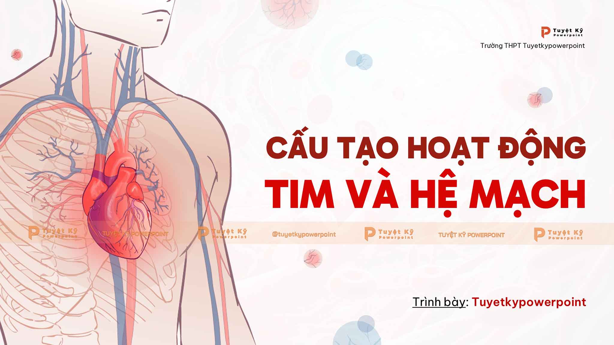 Mẫu slide cấu tạo hoạt động tim và hệ mạch