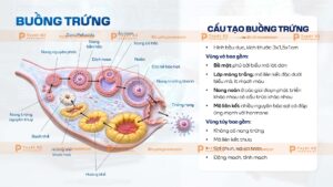 buồng trứng