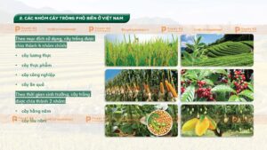 các nhóm cây trồng phổ biến ở việt nam