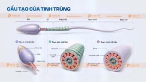 cấu tạo của tinh trùng