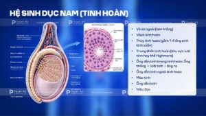 cấu trúc hệ sinh dục nam