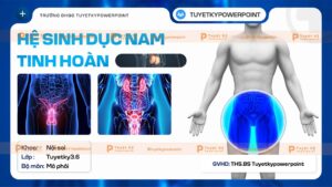 hệ sinh dục nam