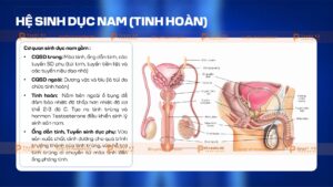 hệ sinh dục nam