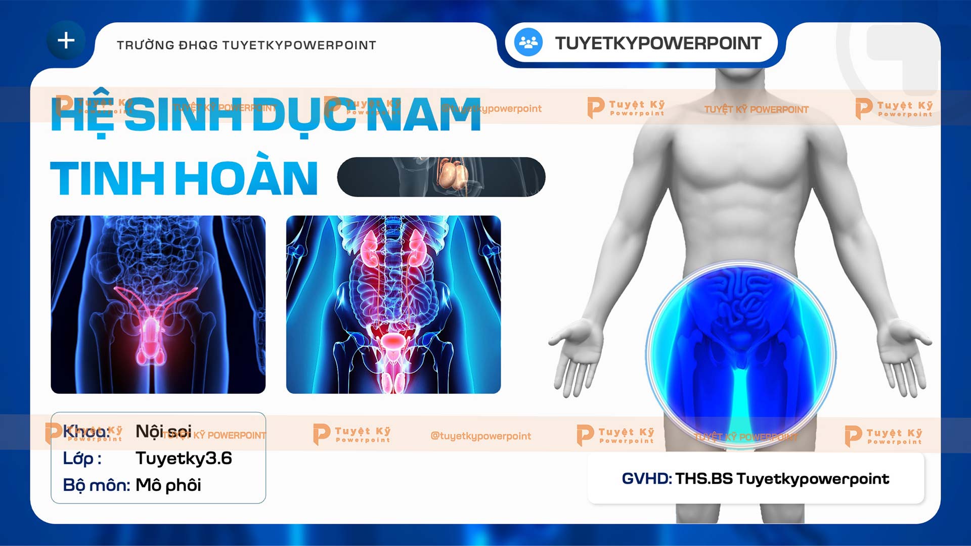 hệ sinh dục nam