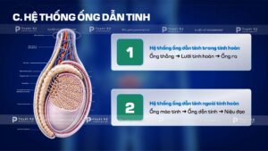 hệ thống ống dẫn tinh