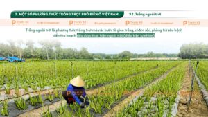 một số phương thức trồng trọt phổ biến ở việt nam
