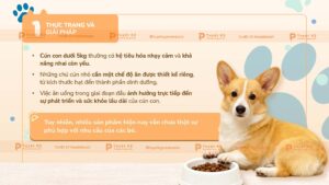nhu cầu dinh dưỡng của thú cưng