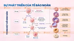 sự phát triển của tế bào noãn