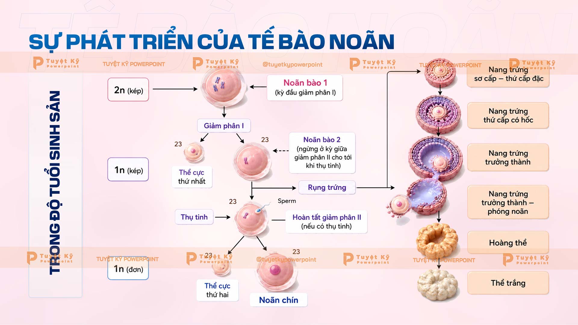 sự phát triển của tế bào noãn