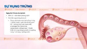 sự trụng trứng hệ sinh dục nữ