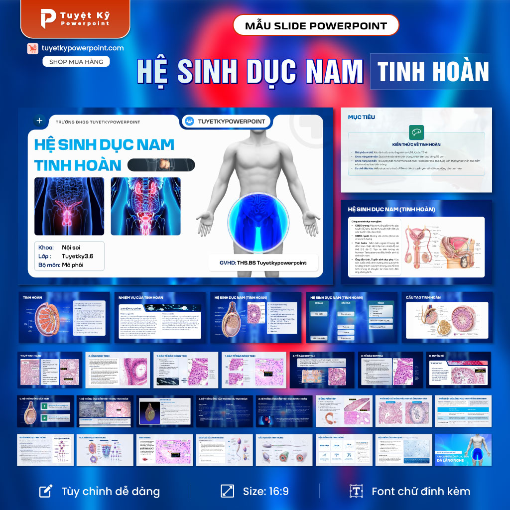 hệ sinh dục nam