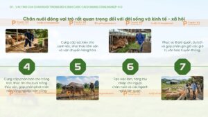 vai trò của chăn nuôi