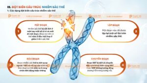 đột biến cấu trúc nhiễm sắc thể