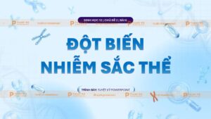 đột biến nhiễm sắc thể