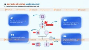 đột biến số lượng nhiễm sắc thể