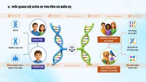mối quan hệ giữa di truyền và biến dị