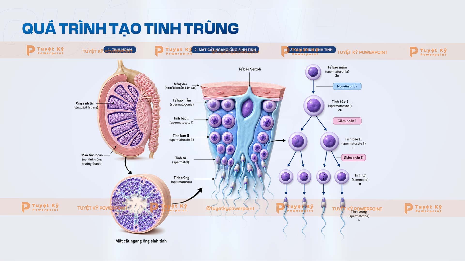 quá trình tạo tinh trùng