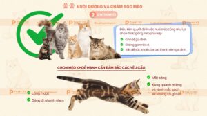 cách chọn mèo