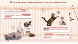 điều kiện sống của mèo