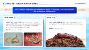 động vật không sương sống