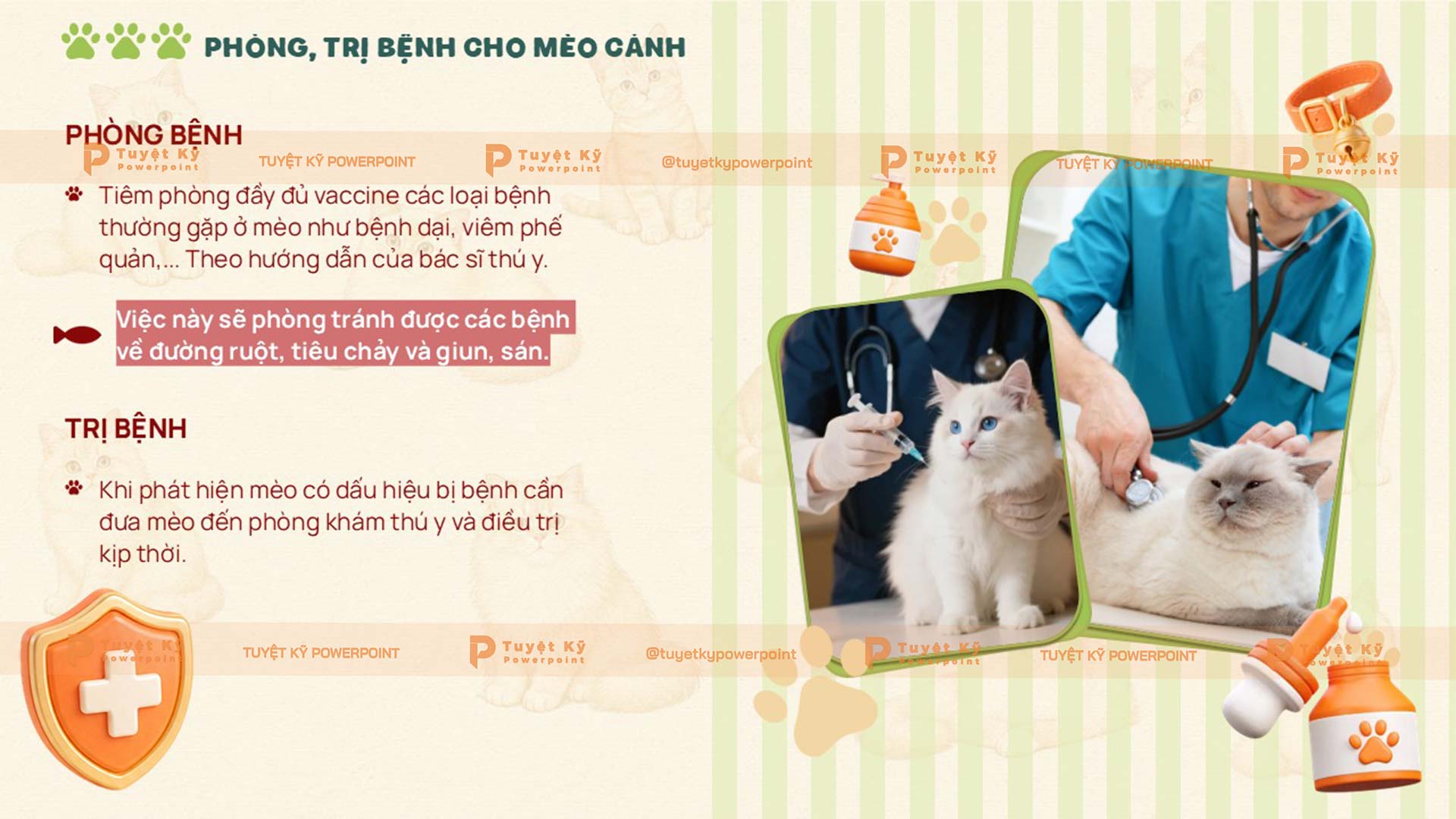 nuôi và chăm sóc mèo