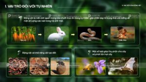 vai trò động vật đối với tự nhiên