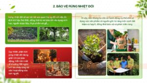 bảo vệ rừng nhiệt đới