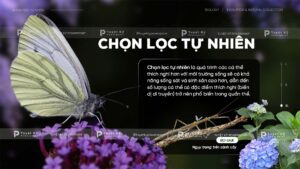 chọn lọc tự nhiên