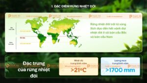 đặc điểm rừng nhiệt đới