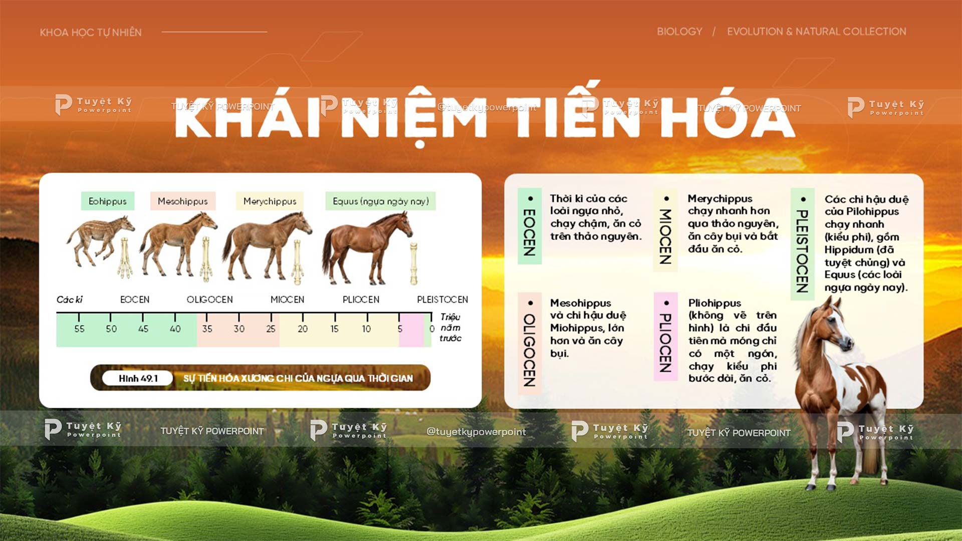 khái niệm tiến hóa