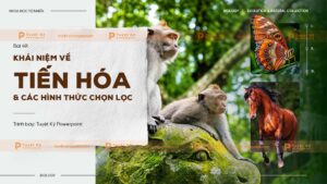 tiến hóa và các hình thức tiến hóa